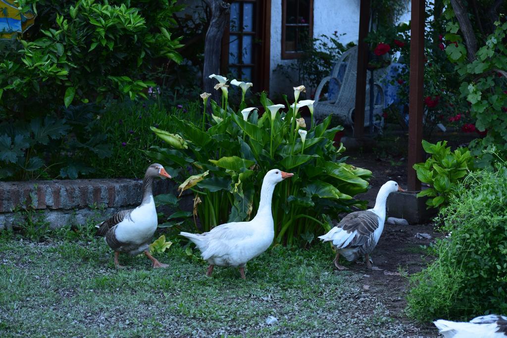 Alojamiento Rural Casa Quinta Peumayen Isla de Maipo Eksteriør bilde