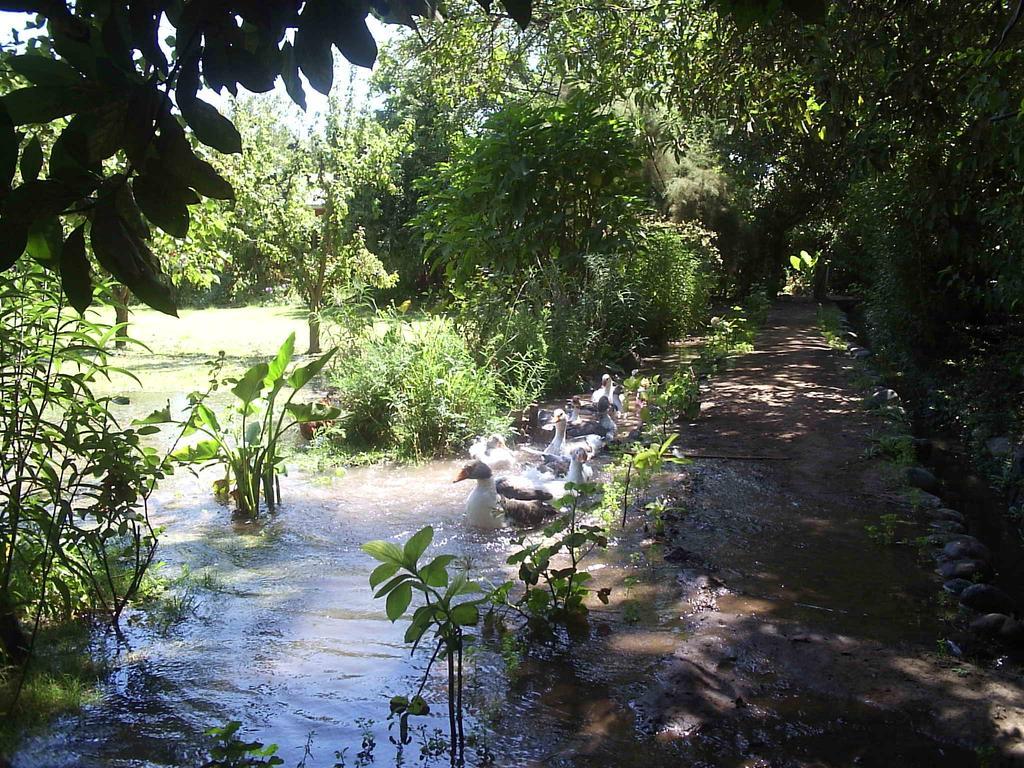 Alojamiento Rural Casa Quinta Peumayen Isla de Maipo Eksteriør bilde