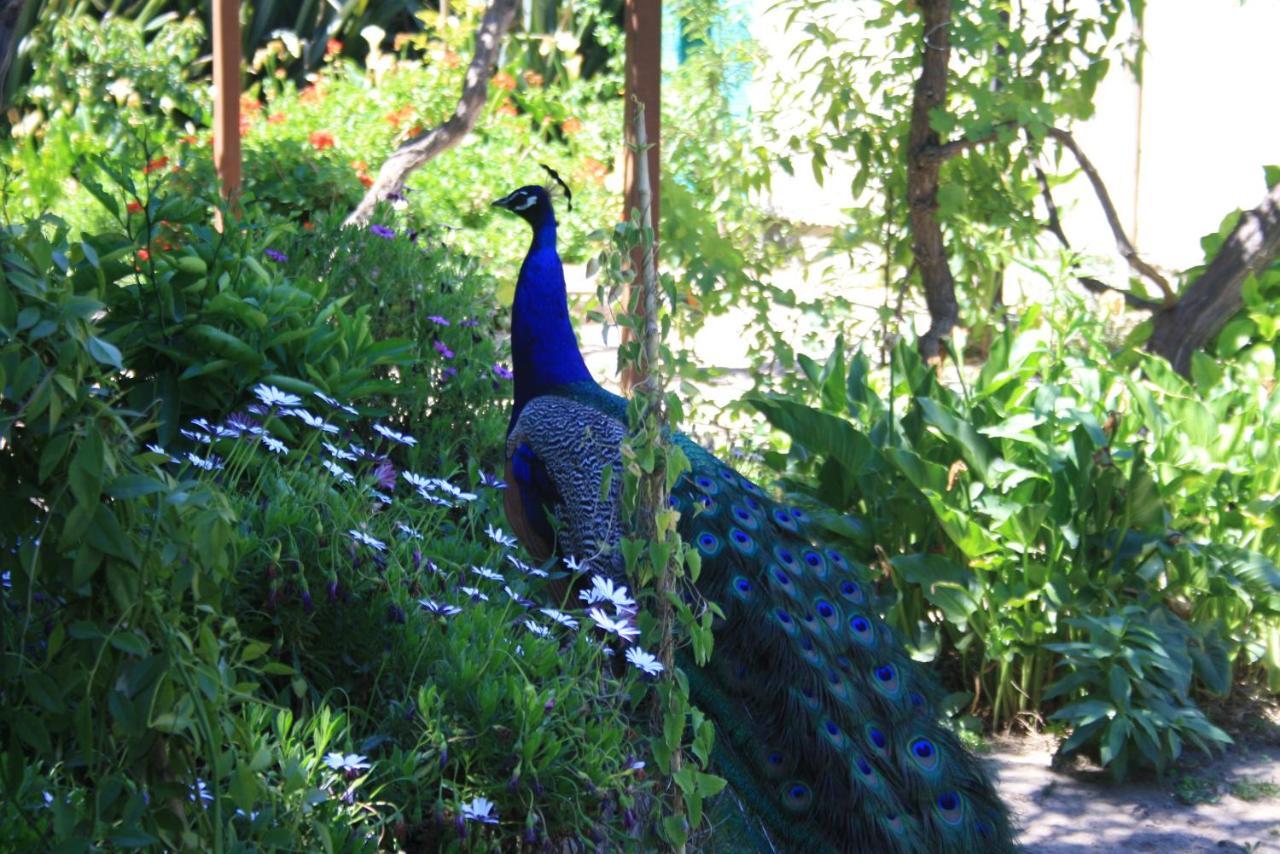 Alojamiento Rural Casa Quinta Peumayen Isla de Maipo Eksteriør bilde